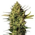 Master Kush Automatic (White Label) Feminized