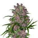 Purple Bud Automatic (White Label) Feminized