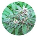 Blueberry Crystal (Top Tao Seeds) Regular