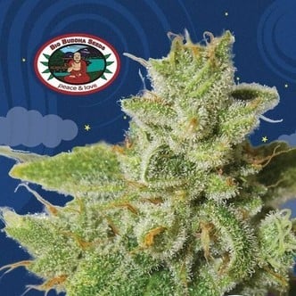 Cherry Moon Pie (Big Buddha Seeds) Feminized