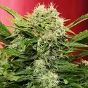 Chronic Ryder Automatic (Doctor's Choice) feminized