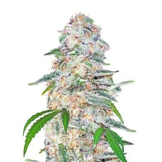 Blue Dream´matic (FastBuds) feminized