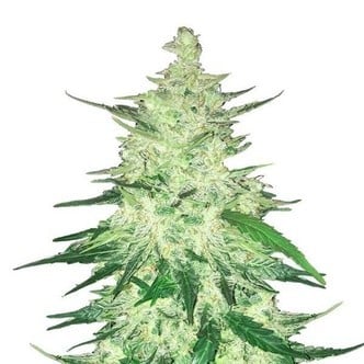 CBD Auto 1:1 (FastBuds) feminized