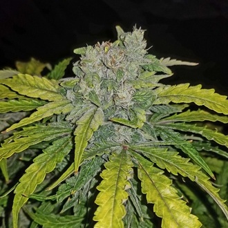 CBD Auto 1:1 (FastBuds) feminized