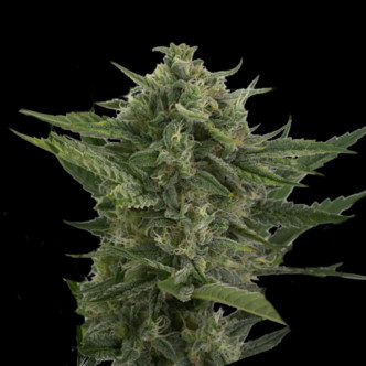 Auto Reek'n (Devil's Harvest) feminized