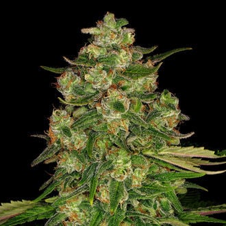 Banana (Zamnesia Seeds) Feminized