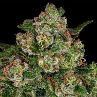 Banana (Zamnesia Seeds) Feminized