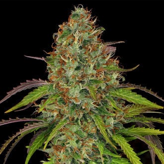 Lemon Power Haze (Zamnesia Seeds) feminized