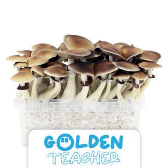 Zamnesia Grow Kit 'Golden Teacher'