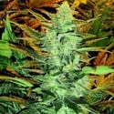 Lowryder #2 (Doctor's Choice) feminized
