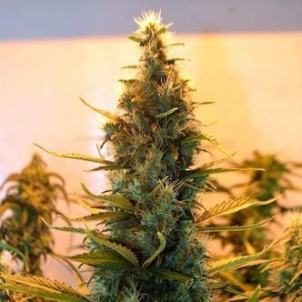 Lowryder #2 (Doctor's Choice) feminized