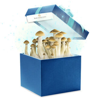Fresh Mushrooms Kweekset (Zamnesia's Choice) 1200ml