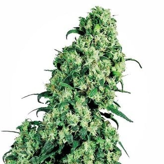 Skunk 1 (Sensi Seeds) feminized