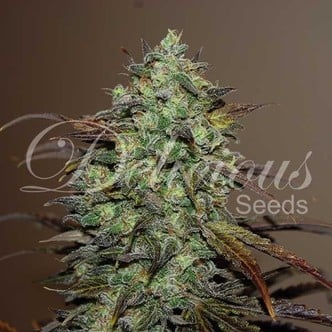 Eleven Roses (Delicious Seeds) Feminized