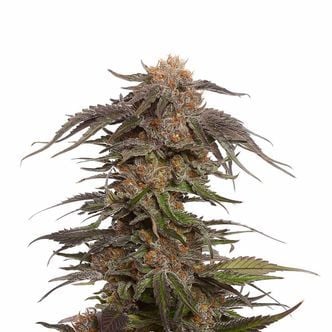 Blue Magic (Amsterdam Genetics) Feminized