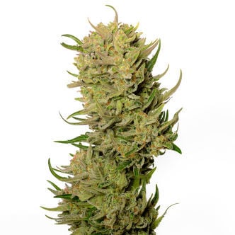 AK-020 Autoflower (Amsterdam Genetics) Feminized
