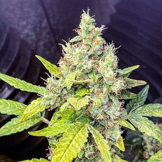 Milkshake Kush Autoflower (Amsterdam Genetics) Feminized