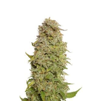 Milkshake Kush Autoflower (Amsterdam Genetics) Feminized