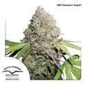 CBD Charlotte’s Angel (Dutch Passion) Feminized