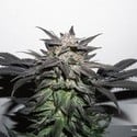 Bubba Island Kush (Dutch Passion) Feminized