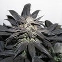 Bubba Island Kush (Dutch Passion) Feminized