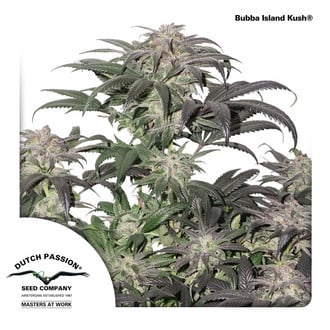 Bubba Island Kush (Dutch Passion) Feminized