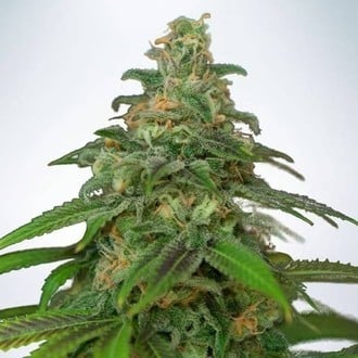 Auto Mandarin Haze (Ministry Of Cannabis) Feminized