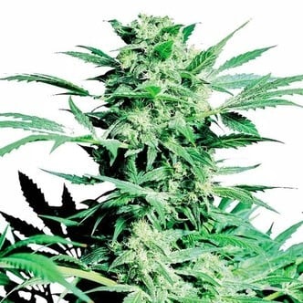 Shiva Skunk (Sensi Seeds) feminized