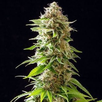 Cookies Haze (Kannabia) Feminized