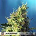 Sweet Pure CBD (Sweet Seeds) Feminized