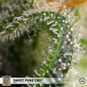 Sweet Pure CBD (Sweet Seeds) Feminized