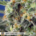 Sweet Pure CBD (Sweet Seeds) Feminized