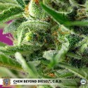 Chem Beyond Diesel CBD (Sweet Seeds) feminized