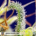 Green Poison CBD (Sweet Seeds) feminized