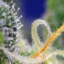 Honey Peach Auto CBD (Sweet Seeds) Feminized