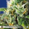 Honey Peach Auto CBD (Sweet Seeds) Feminized