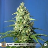 Honey Peach Auto CBD (Sweet Seeds) femnized