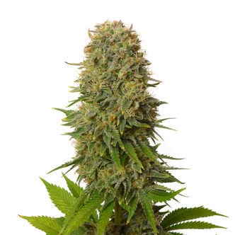 Amnesia Haze (Amsterdam Genetics) feminized