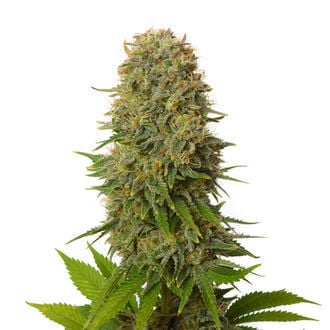 Amnesia Haze (Amsterdam Genetics) feminized
