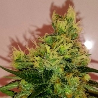 CBD Divine (CBD Crew) regular