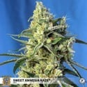 Sweet Amnesia Haze (Sweet Seeds) feminized