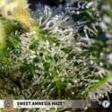 Sweet Amnesia Haze (Sweet Seeds) feminized