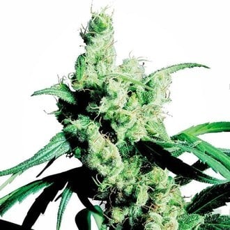 Silver Haze (Sensi Seeds) feminized