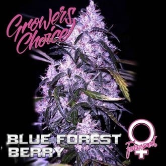 Blue Forest Berry (Growers Choice) feminized