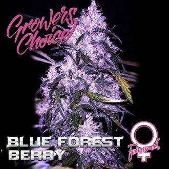 Blue Forest Berry (Growers Choice) feminized