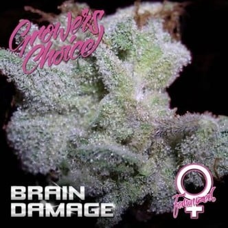 Brain Damage (Grower's Choice) feminized