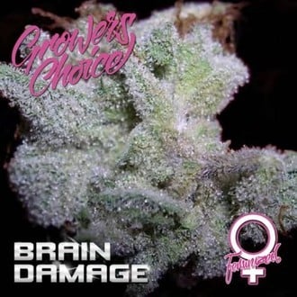 Brain Damage (Growers Choice) feminized
