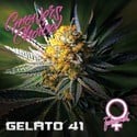 Gelato 41 (Growers Choice) feminized