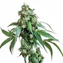 Jack Flash 5 (Sensi Seeds) feminized