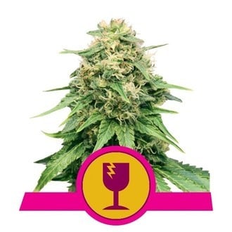 Royal Queen Seeds Gratis Feminized